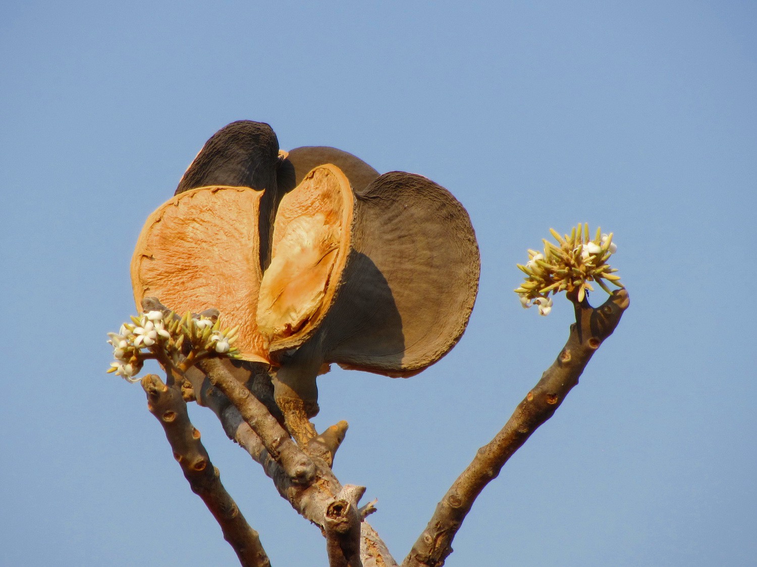 Strange fruits and flowers of a tree